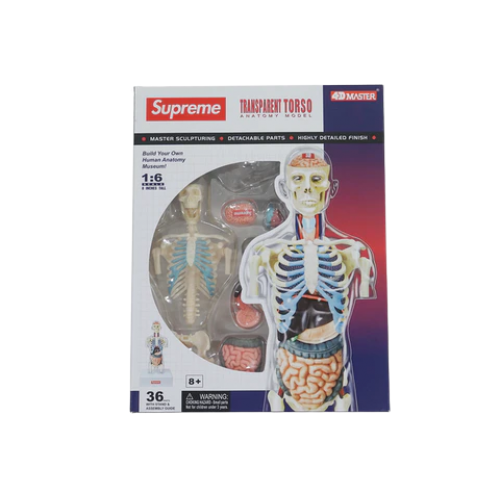 Supreme Male Anatomy Model